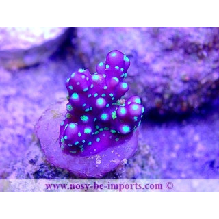 Acropora sp. WYSIWYG 17012021-3