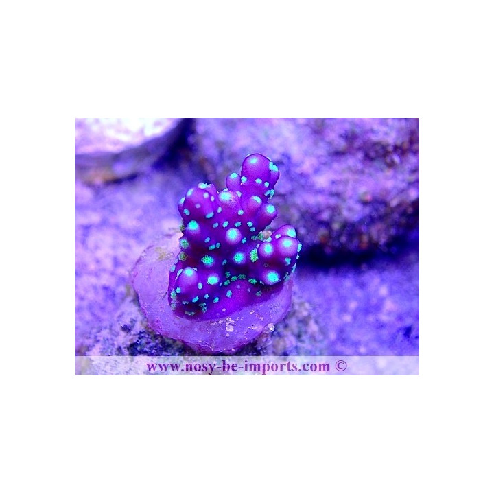 Acropora sp. WYSIWYG 17012021-3
