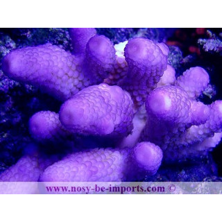 Acropora humilis mauve WYSIWYG 14012021-5