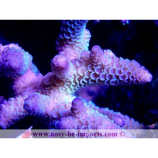 Acropora sp. WYSIWYG 17012021-7