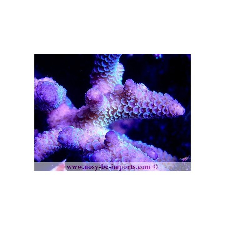 Acropora sp. WYSIWYG 17012021-7