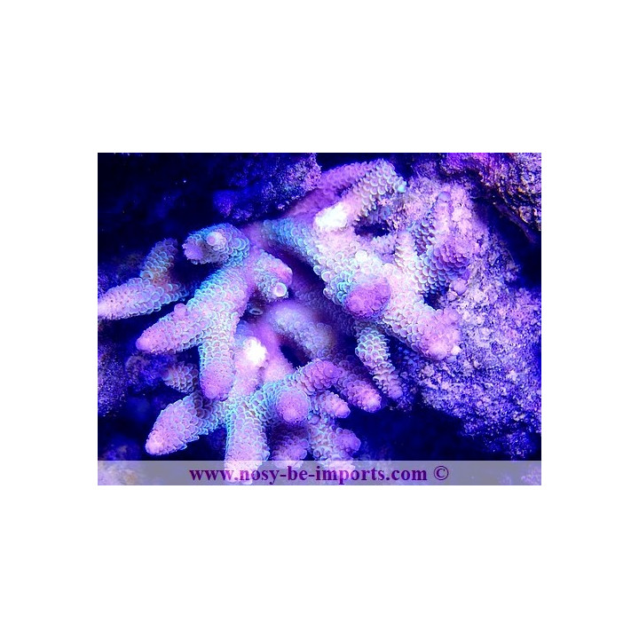 Acropora sp. WYSIWYG 17012021-8