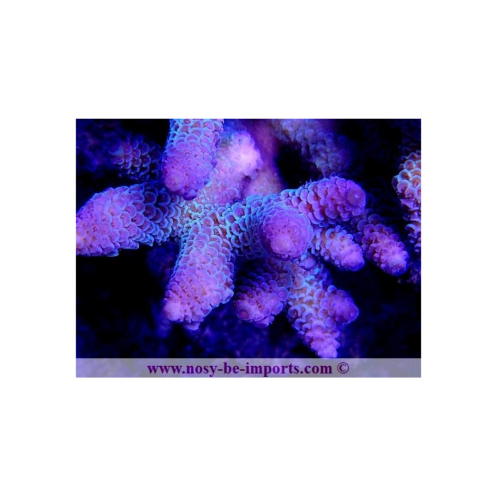 Acropora sp. WYSIWYG 17012021-8