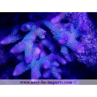 Acropora sp. WYSIWYG 17012021-8