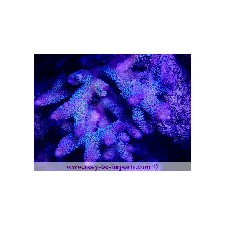 Acropora sp. WYSIWYG 17012021-8