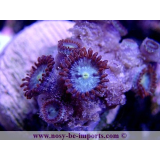 Zoanthus sp. WYSIWYG 17012021-9