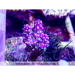 Acropora sp. WYSIWYG 17012021-10