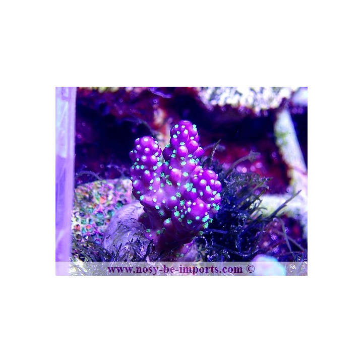 Acropora sp. WYSIWYG 17012021-10