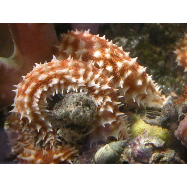 Holothuria hilla