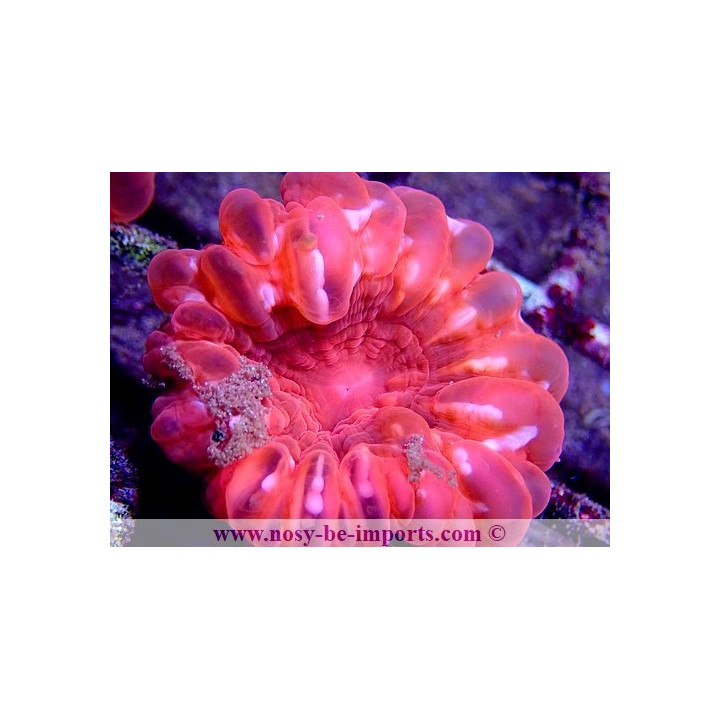 Cynarina lacrymalis rose WYSIWYG 17012021-11