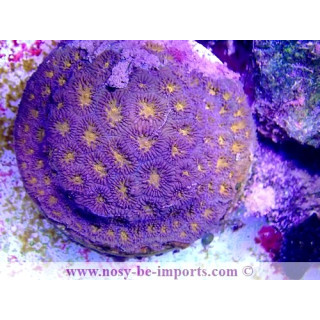 Leptastrea sp. WYSIWYG 17012021-13