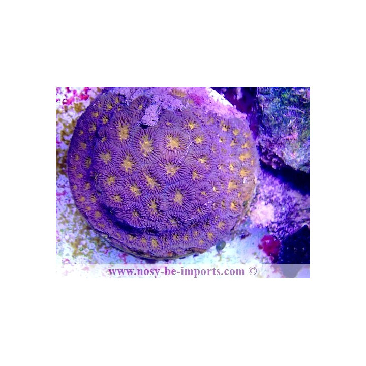 Leptastrea sp. WYSIWYG 17012021-13