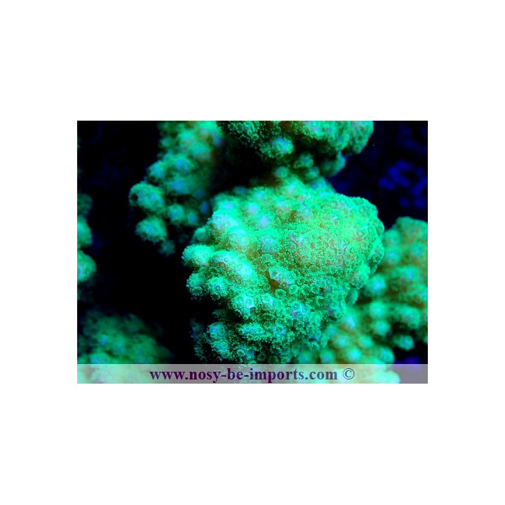 Pocillopora verrucosus WYSIWYG 17012021-17