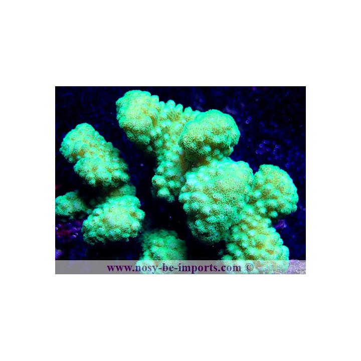 Pocillopora verrucosus WYSIWYG 17012021-17
