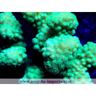 Pocillopora verrucosus WYSIWYG 17012021-17