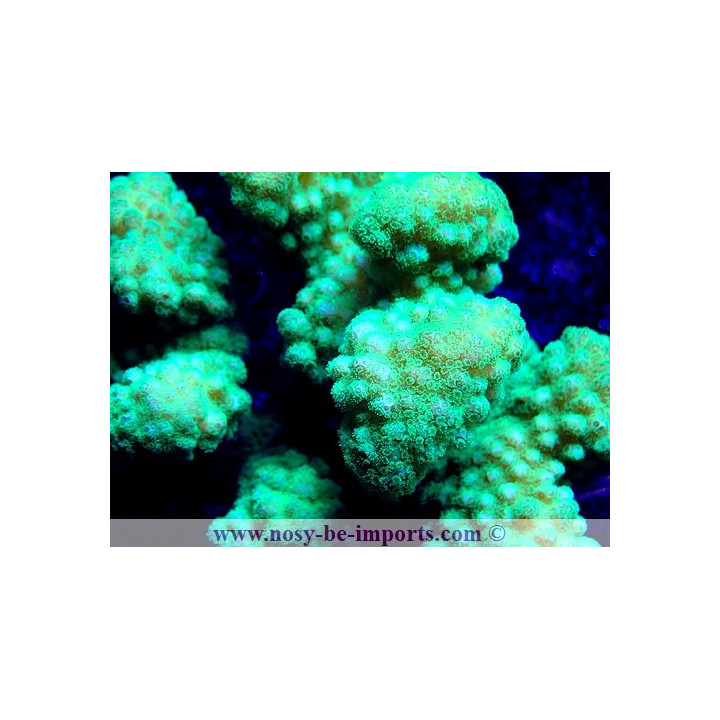 Pocillopora verrucosus WYSIWYG 17012021-17
