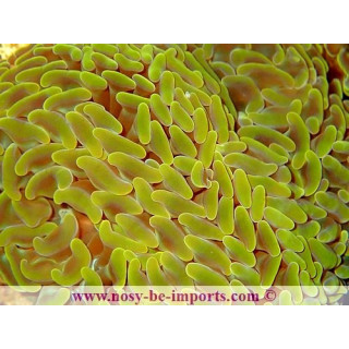Euphyllia paraancora orange WYSIWYG 17012021-209