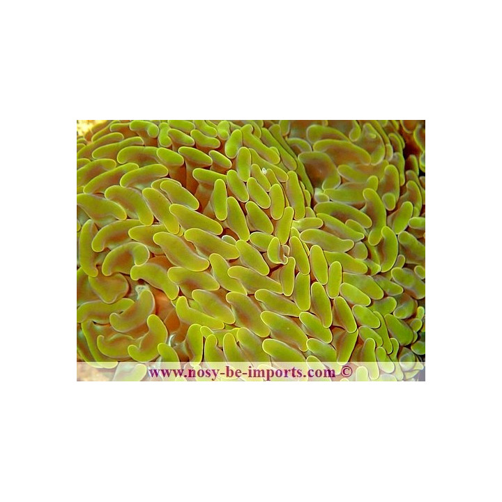 Euphyllia paraancora orange WYSIWYG 17012021-209
