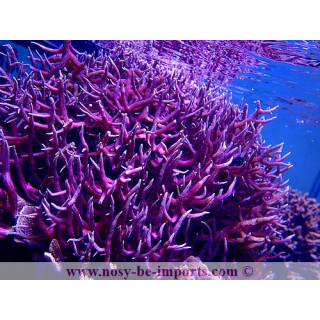 Seriatopora hystrix rose - corail aquarium - VPC - Aquarium sur mesure