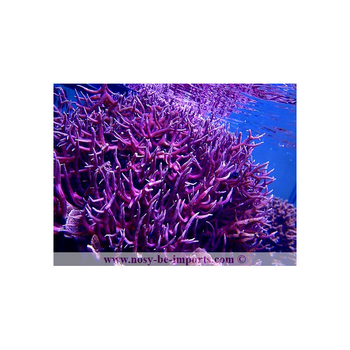 Seriatopora hystrix rose - corail aquarium - VPC - Aquarium sur mesure