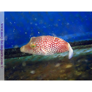 Canthigaster Janthinoptera