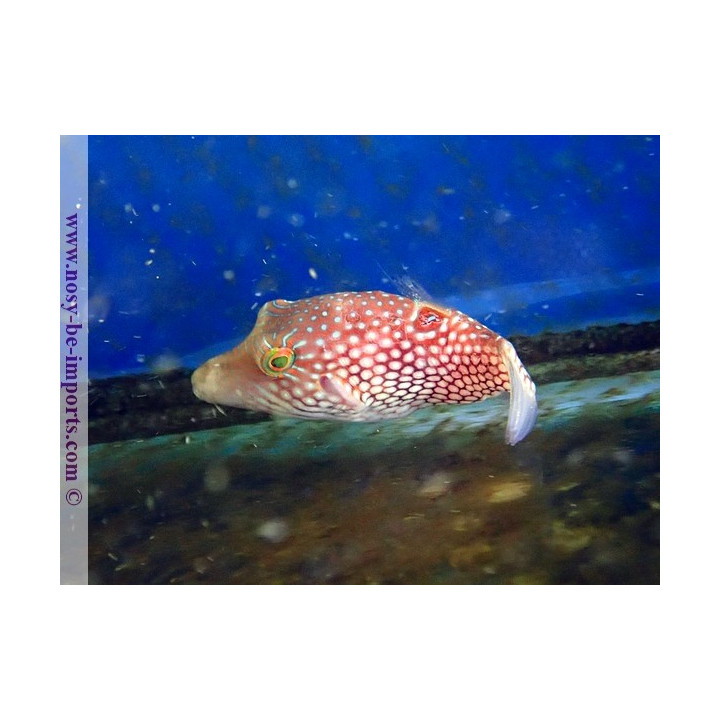 Canthigaster Janthinoptera