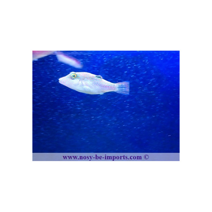 Canthigaster bennetti