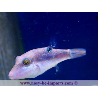 Canthigaster bennetti