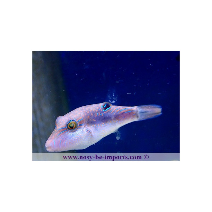 Canthigaster bennetti