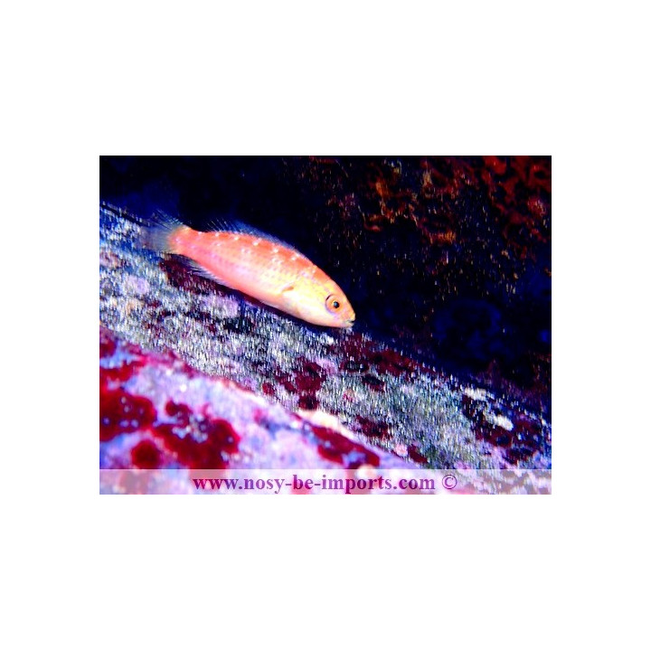 Cirrhilabrus lunatus
