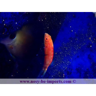 Cirrhilabrus lunatus