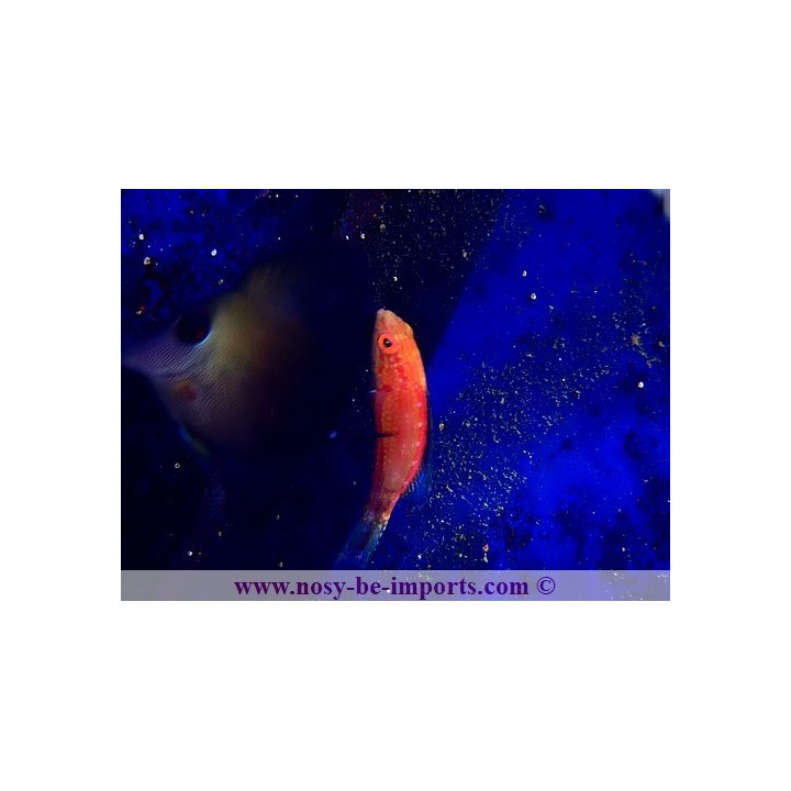 Cirrhilabrus lunatus