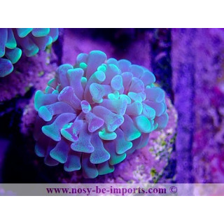 Euphyllia paraancora WYSIWYG 23012021-3