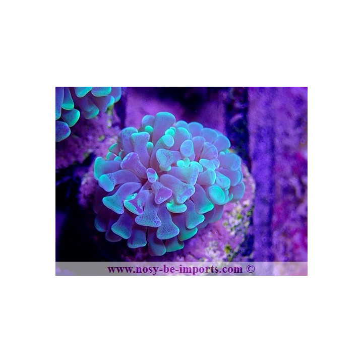 Euphyllia paraancora WYSIWYG 23012021-3
