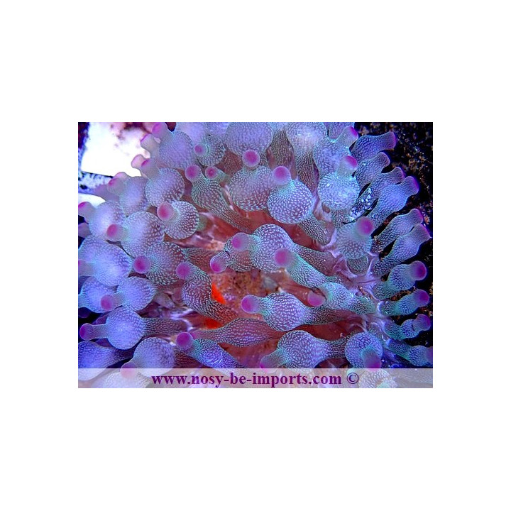 Entacmea quadricolor cristal pointes violettes