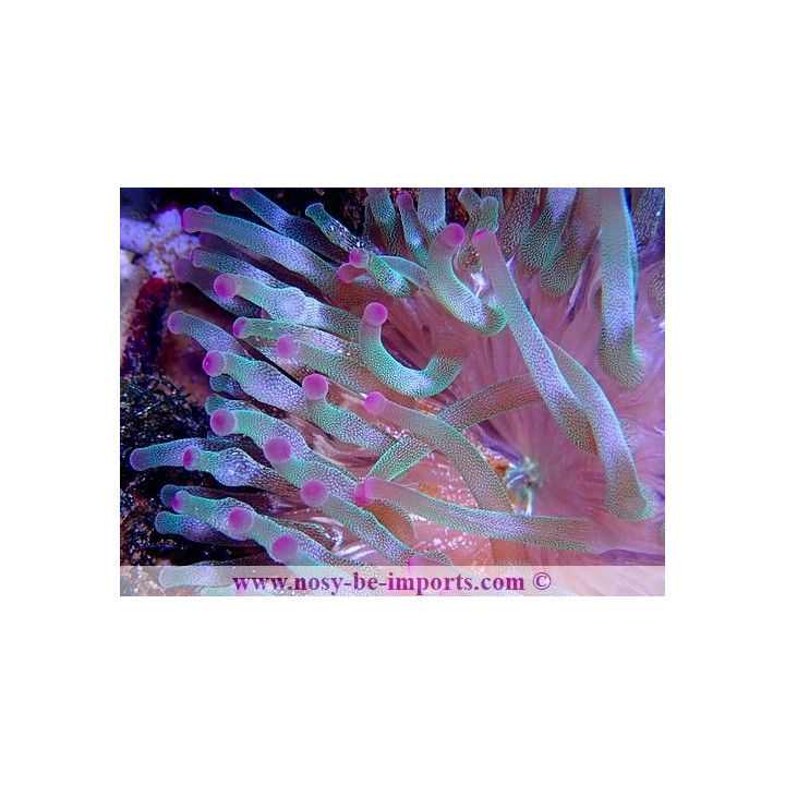 Entacmea quadricolor cristal pointes violettes