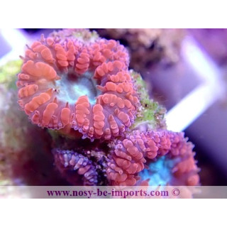 Blastomussa wellsi WYSIWYG 24012021-1