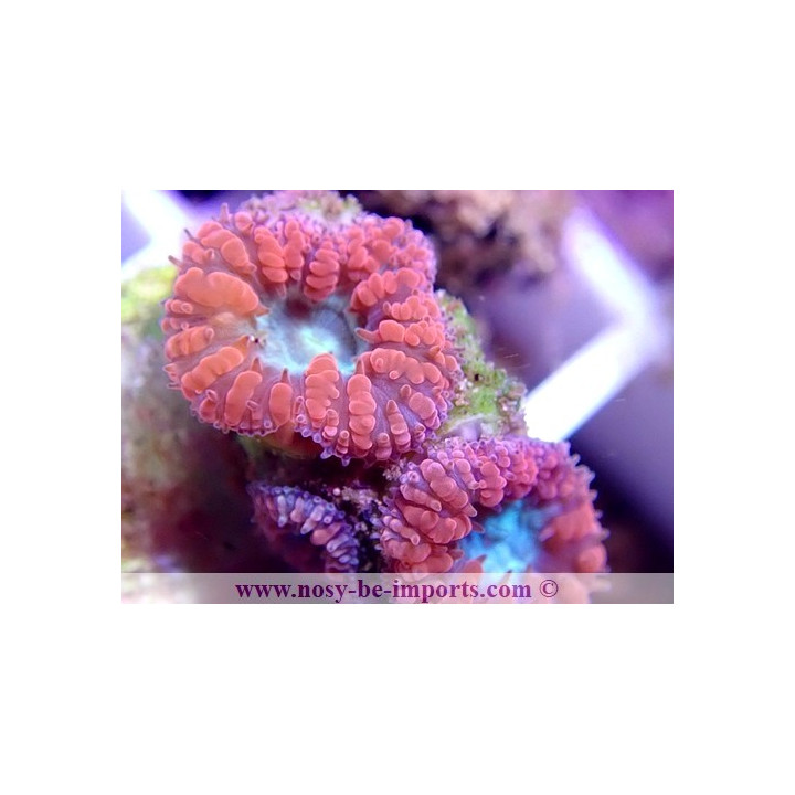 Blastomussa wellsi WYSIWYG 24012021-1