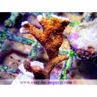 Montipora sp. WYSIWYG 24012021-2