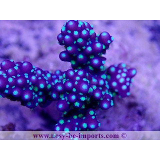 Acropora nana WYSIWYG 24012021-3