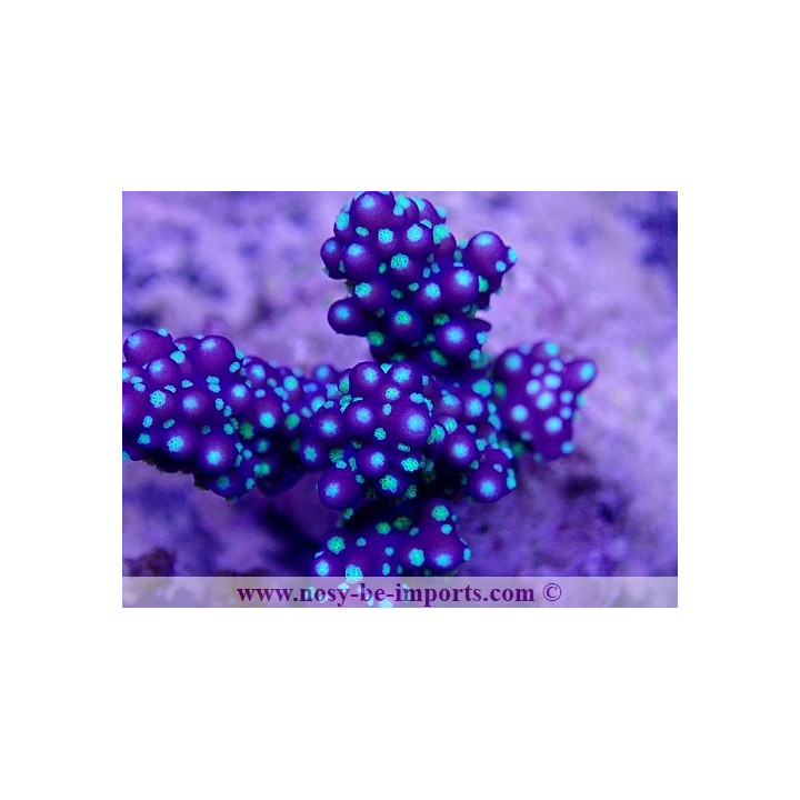 Acropora nana WYSIWYG 24012021-3
