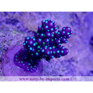 Acropora nana WYSIWYG 24012021-4