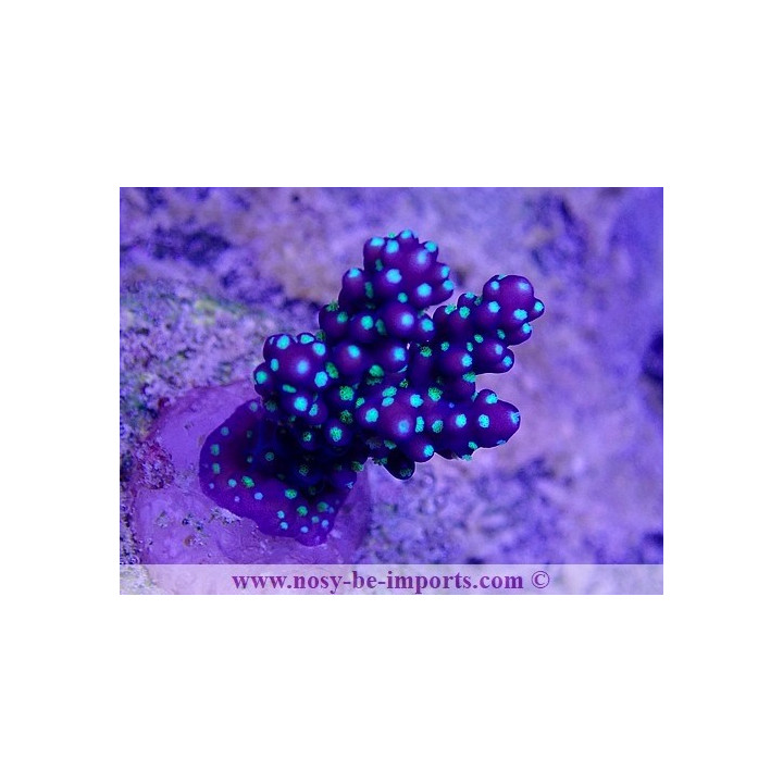 Acropora nana WYSIWYG 24012021-4