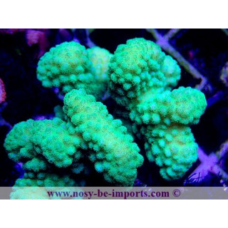 Pocillopora verrucosus WYSIWYG 24012021-6
