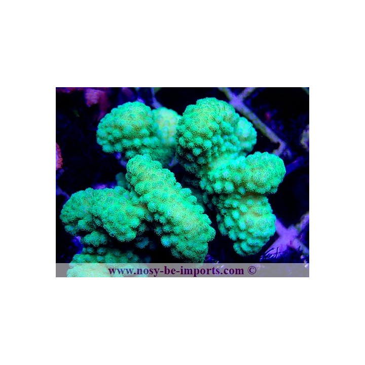 Pocillopora verrucosus WYSIWYG 24012021-6