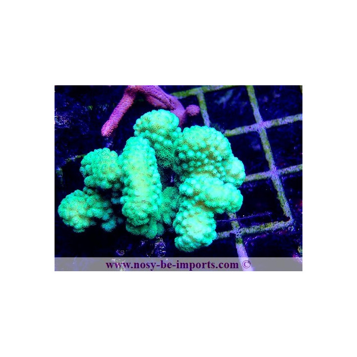 Pocillopora verrucosus WYSIWYG 24012021-6