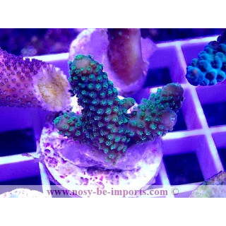 Acropora sp. WYSIWYG 24012021-8
