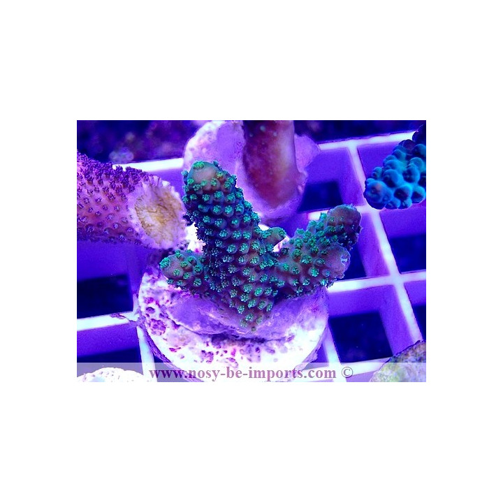 Acropora sp. WYSIWYG 24012021-8