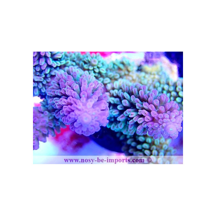 Acropora abrotanoides WYSIWYG 24012021-10