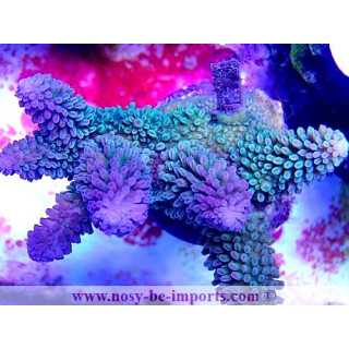 Acropora abrotanoides WYSIWYG 24012021-10
